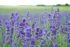 Lavendel auf einer Weide