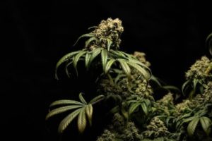 Schwarzer Hintergrund mit Cannabispflanze im Vordergrund