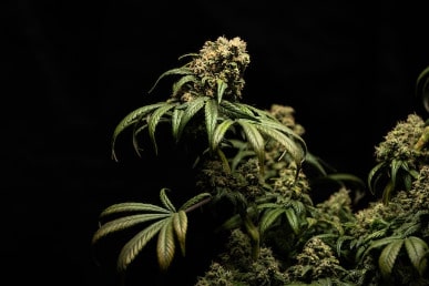 Die Geschichte von Cannabis: Von der Antike bis zur Gegenwart