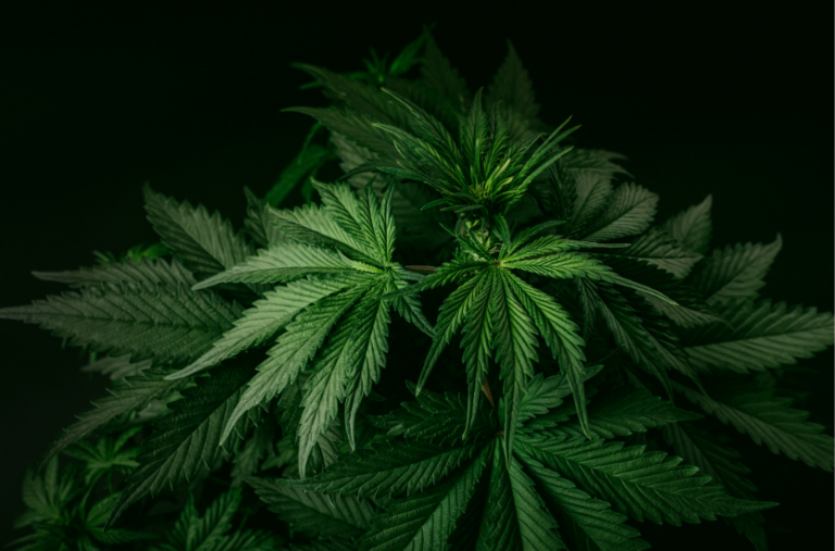 Die Geschichte von Cannabis